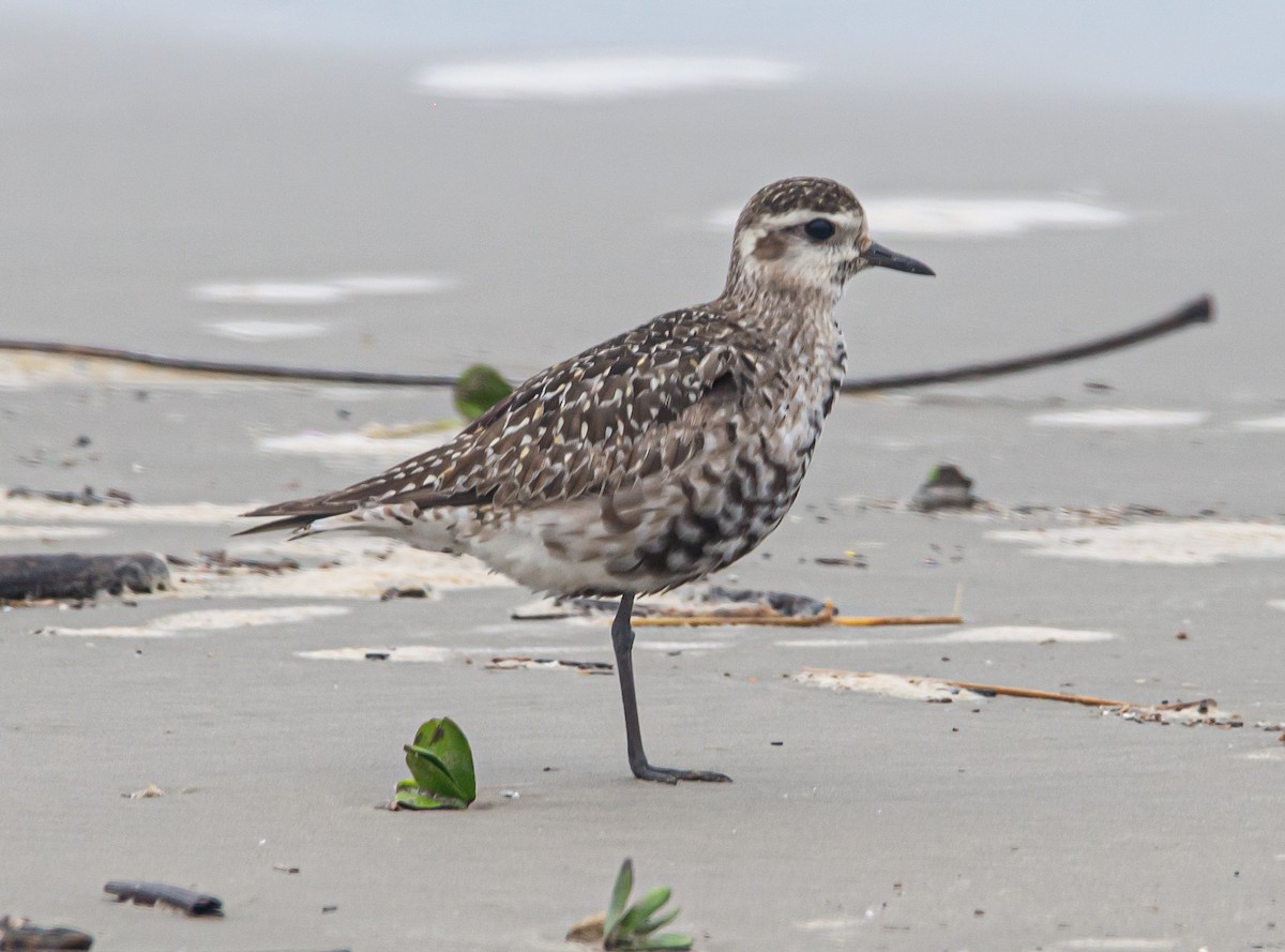 American Golden-Plover - ML610011112