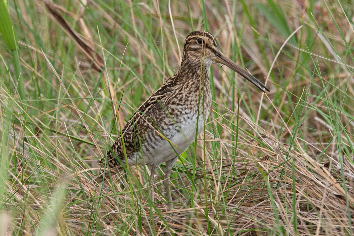 Pantanal Snipe - ML610011115
