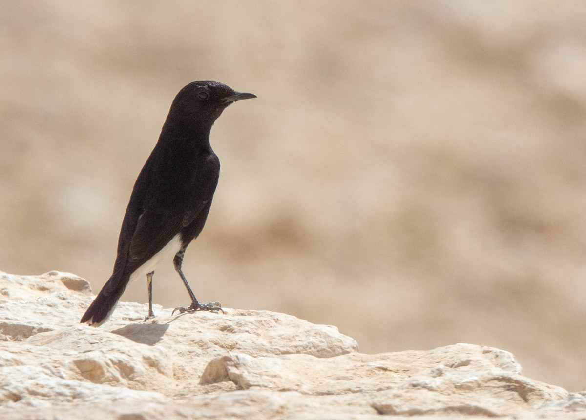 White-crowned Wheatear - ML610011117