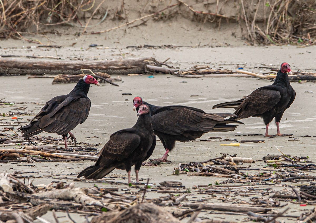 Turkey Vulture - ML610011119