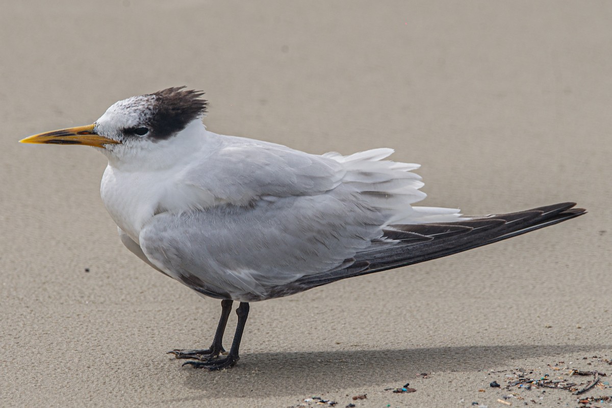 Sandwich Tern - ML610011127