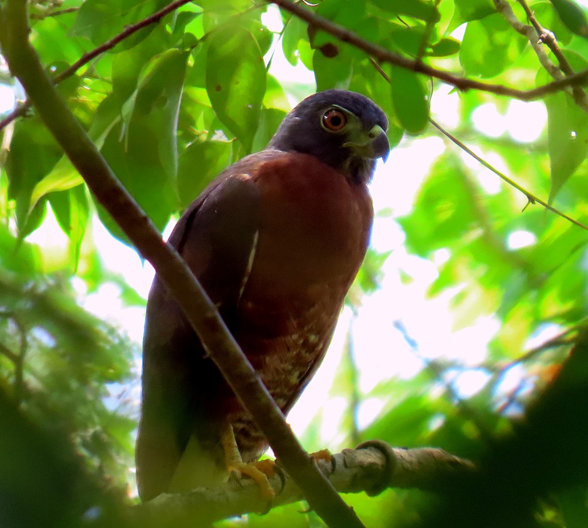 Double-toothed Kite - ML610011129