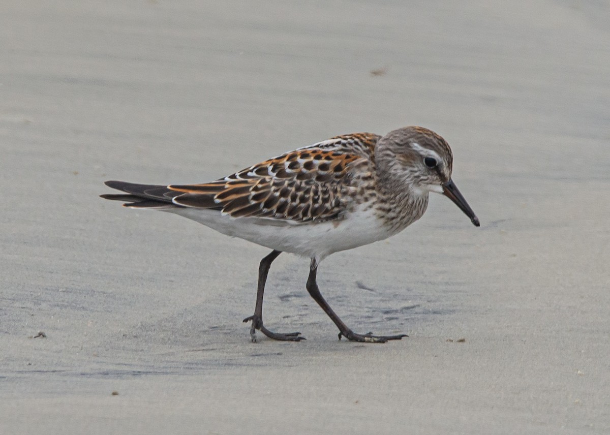 White-rumped Sandpiper - ML610011169