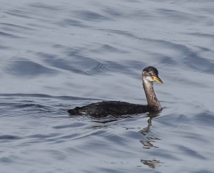 Red-necked Grebe - franci Holtslander