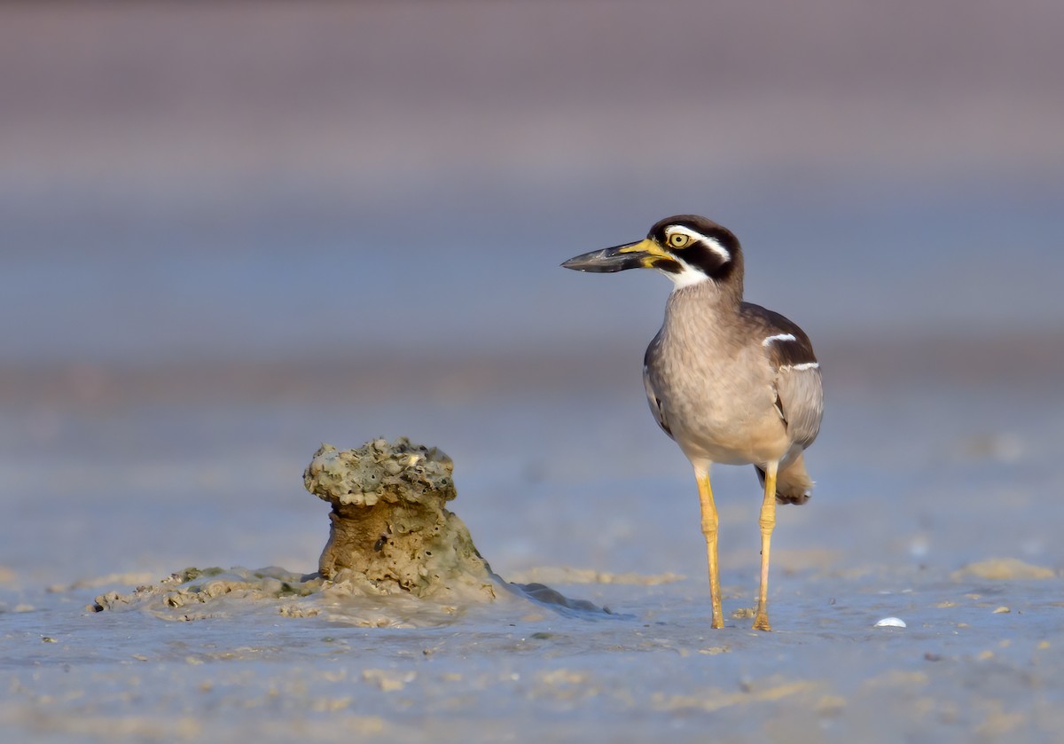 Beach Thick-knee - Mark Lethlean