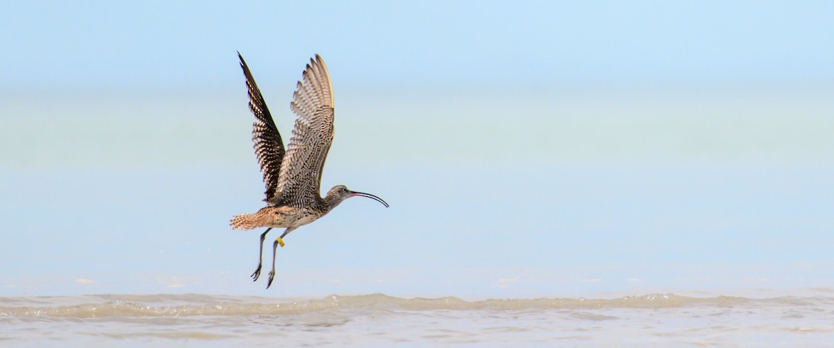 Far Eastern Curlew - ML610011284