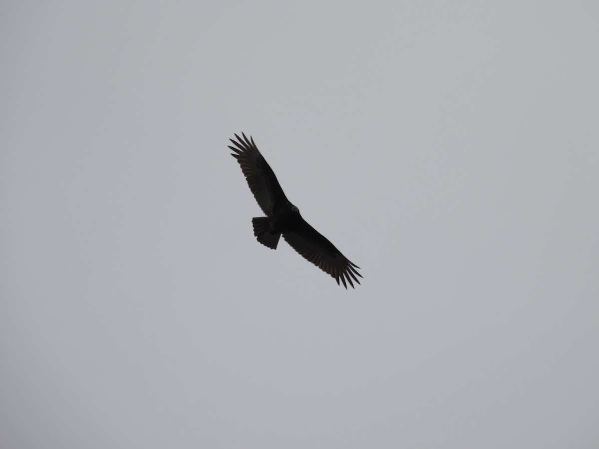 Turkey Vulture - ML610011364