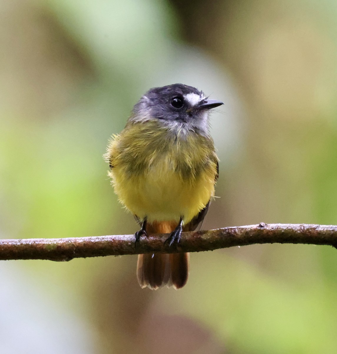 Ornate Flycatcher - ML610011375