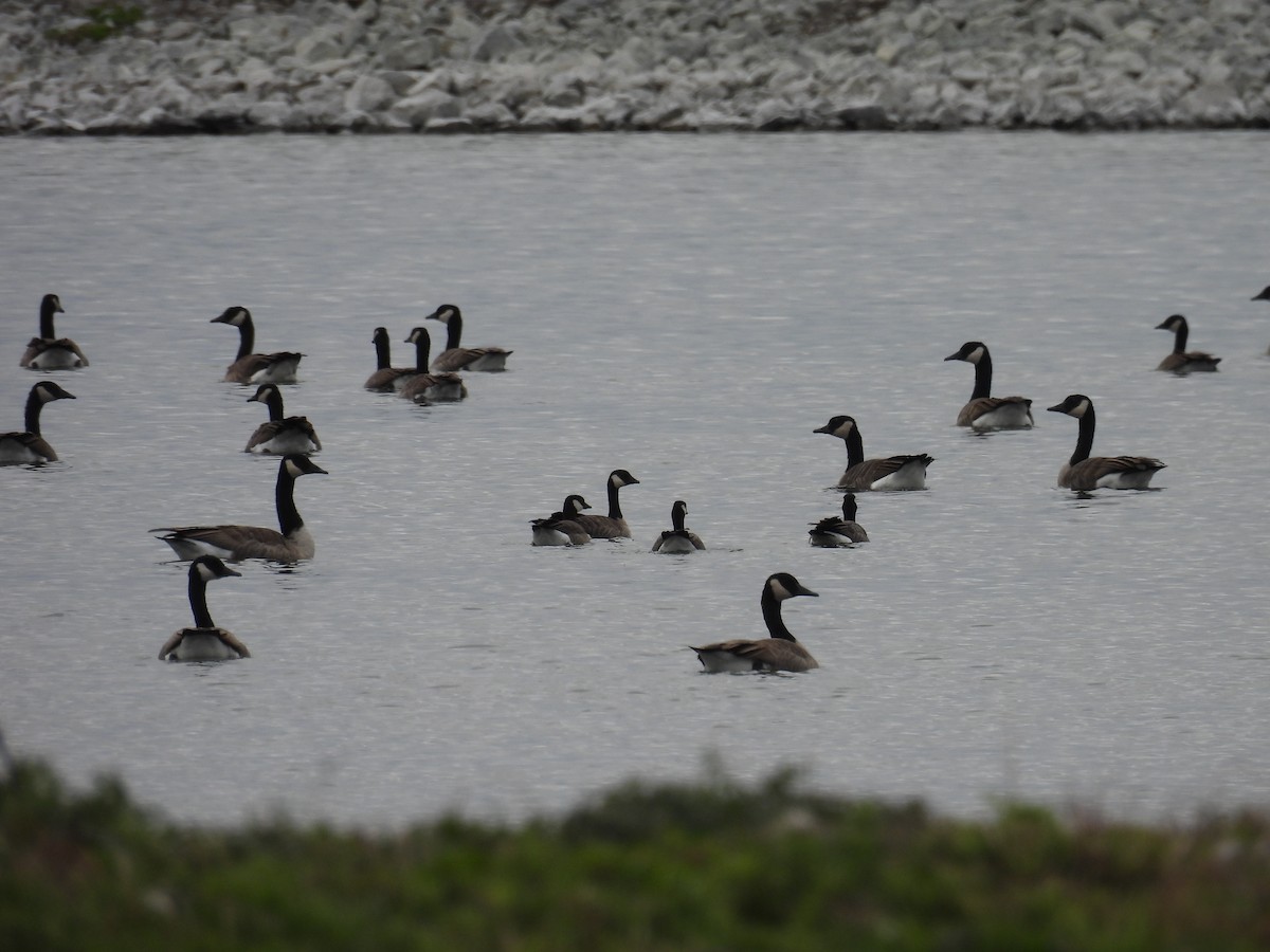 Cackling Goose - ML610011402