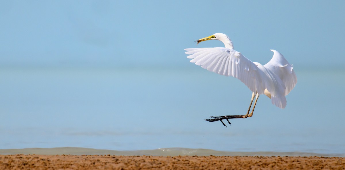 Great Egret - ML610011408