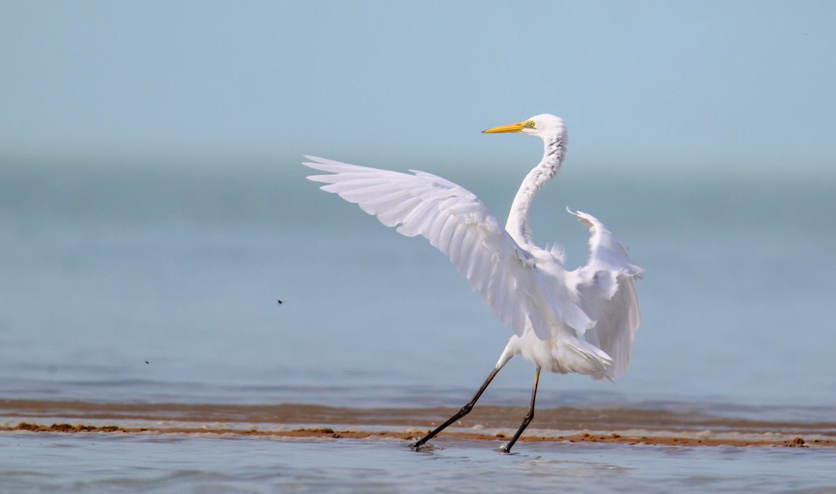 Great Egret - ML610011411