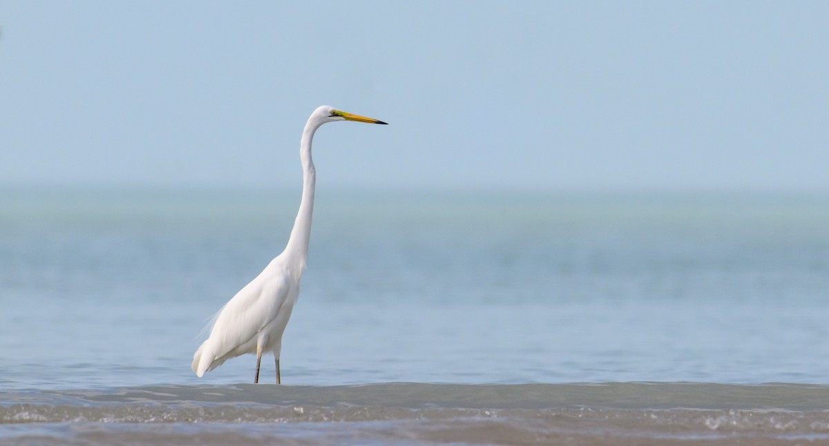 Great Egret - ML610011413