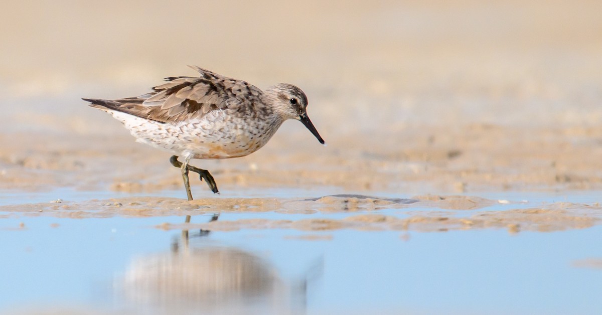 Red Knot - ML610011469