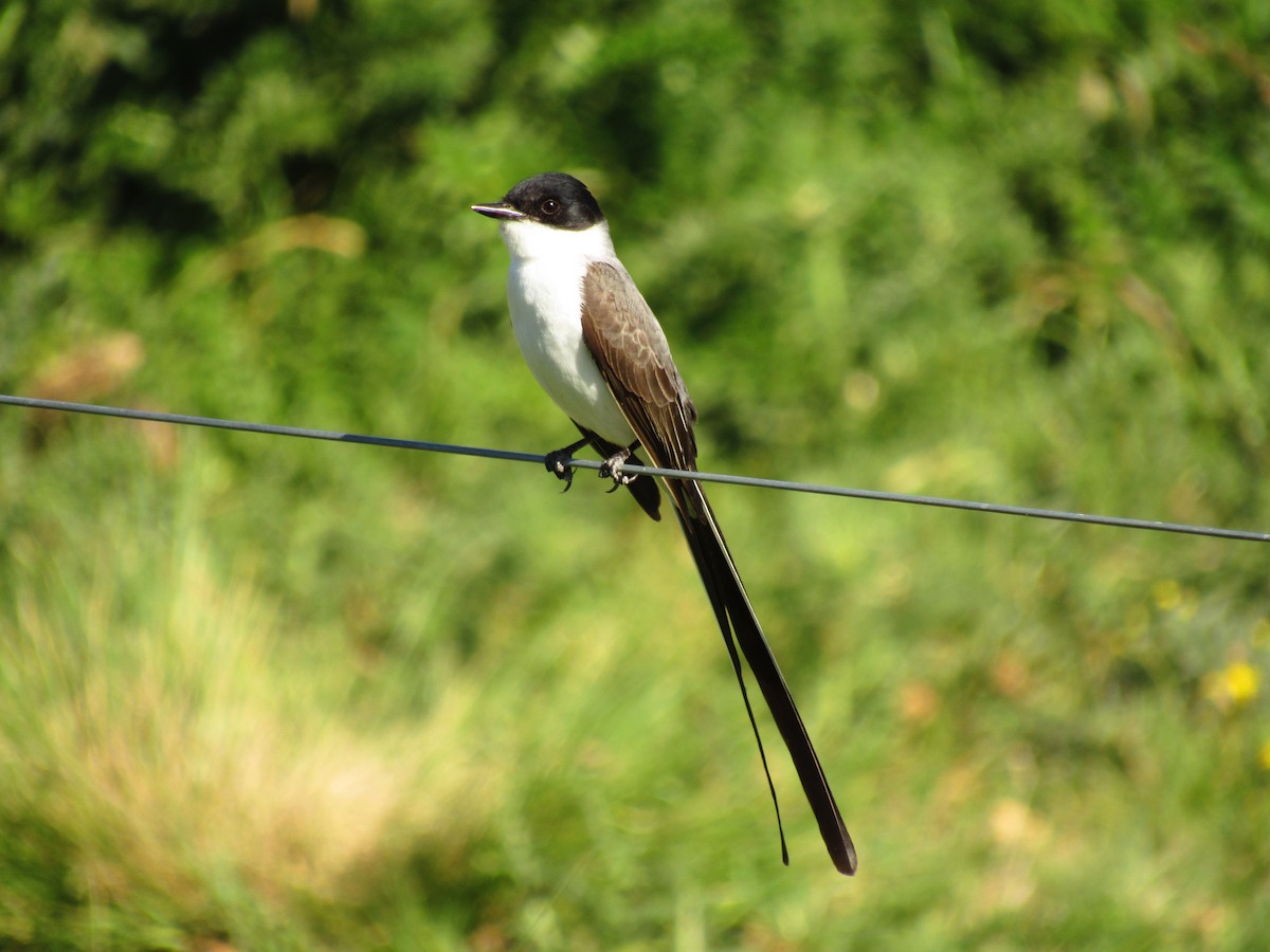 Fork-tailed Flycatcher - Danali  Herr