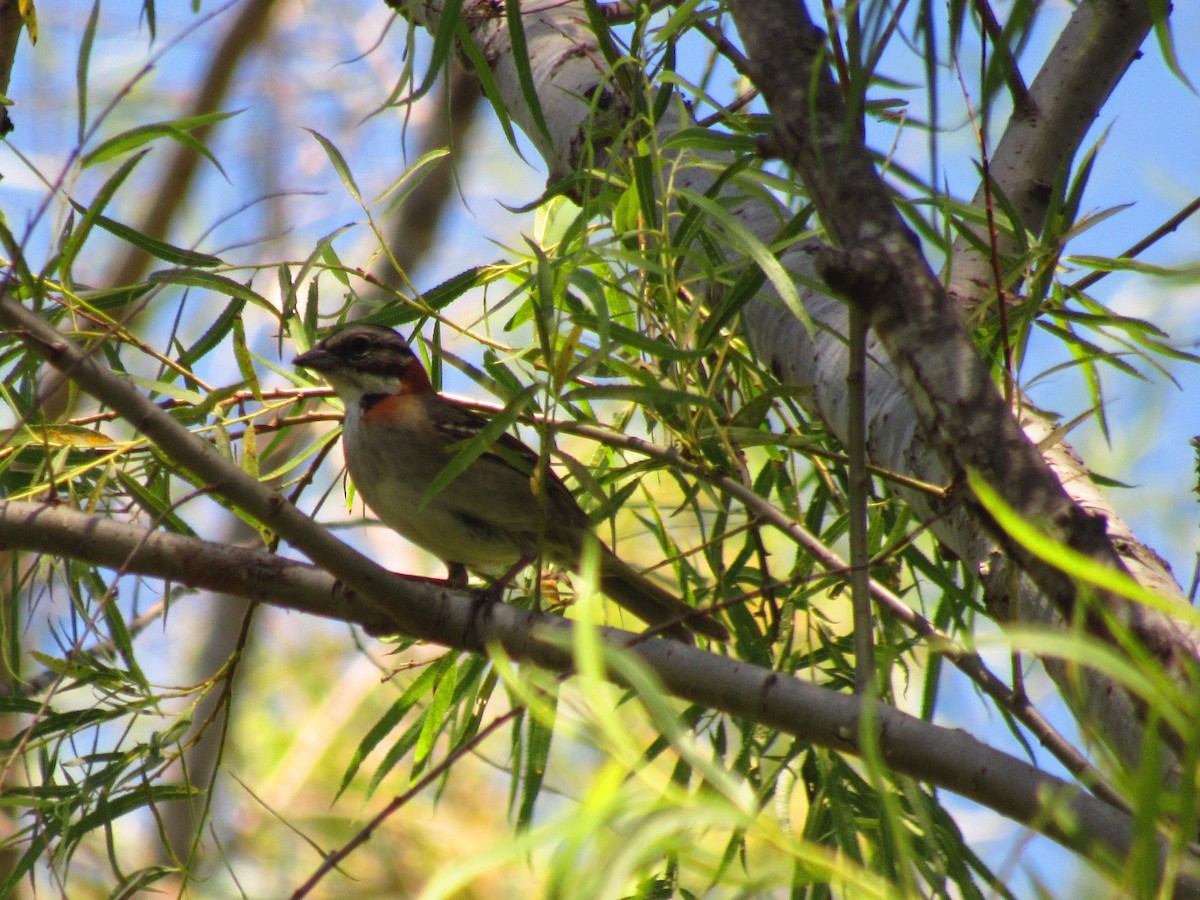 Rufous-collared Sparrow - Danali  Herr