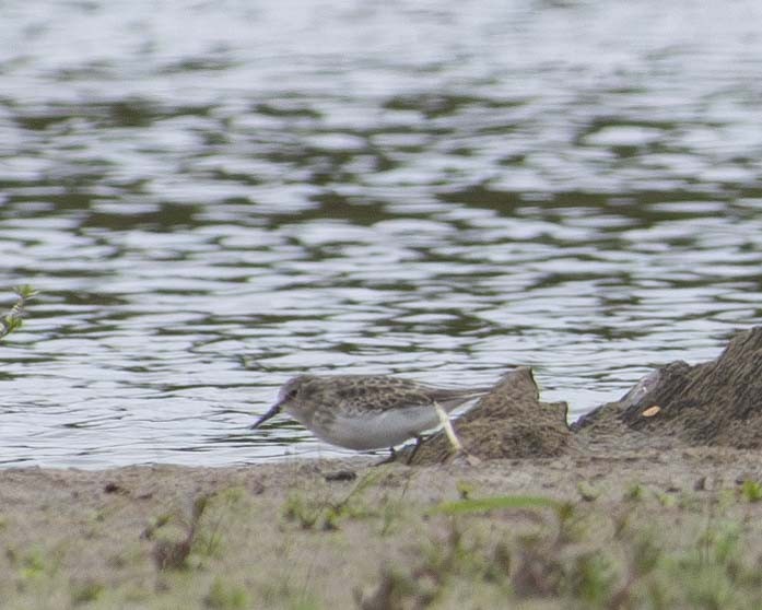 Semipalmated Sandpiper - ML610011576