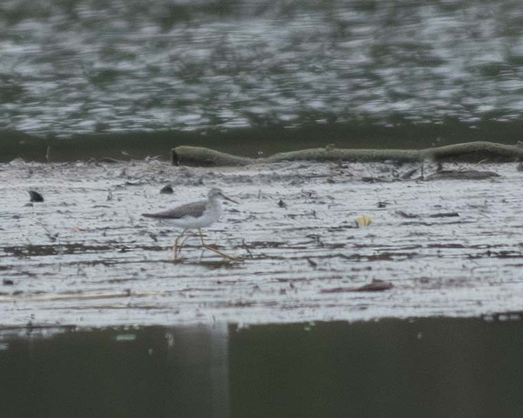 Lesser Yellowlegs - ML610011587