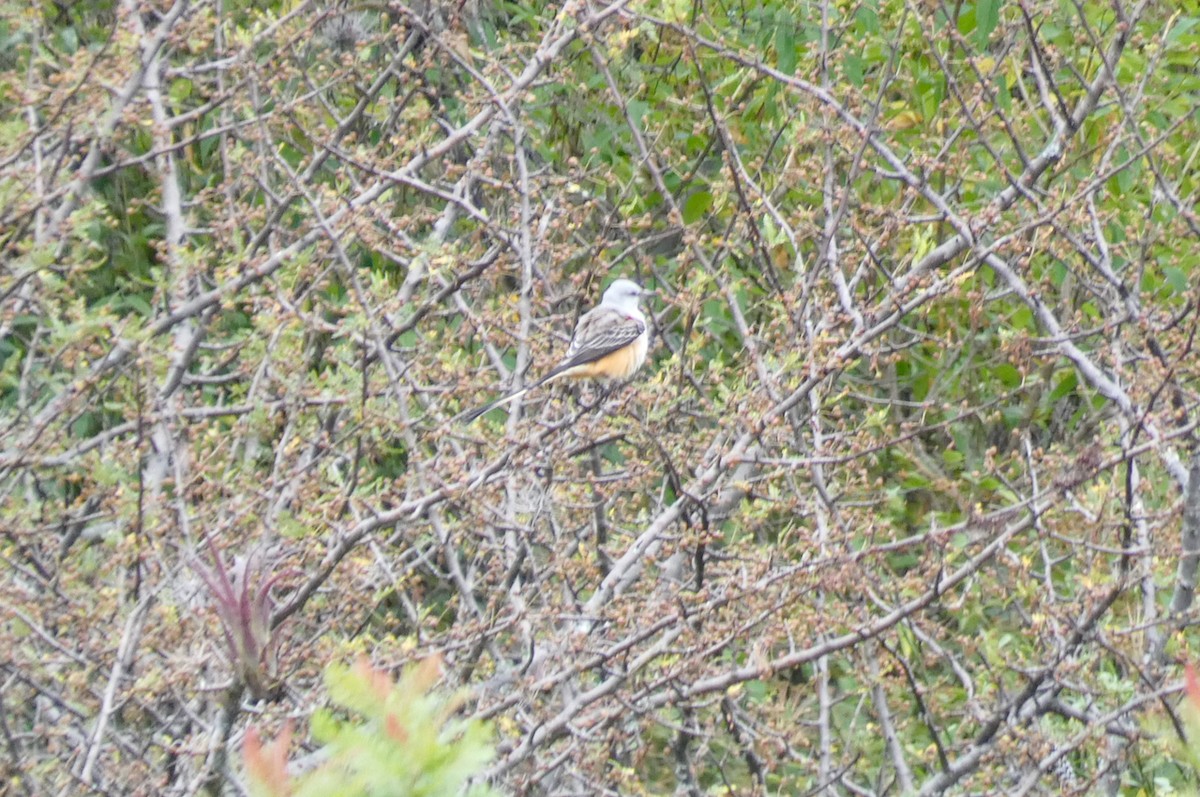 Scissor-tailed Flycatcher - ML610011588