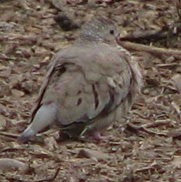 Common Ground Dove - Diane Pettey