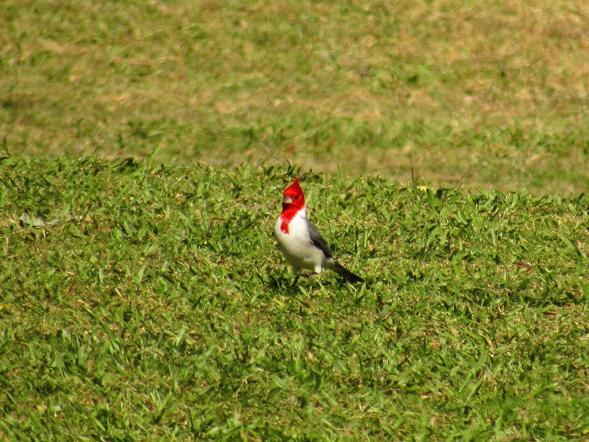 Red-crested Cardinal - Danali  Herr
