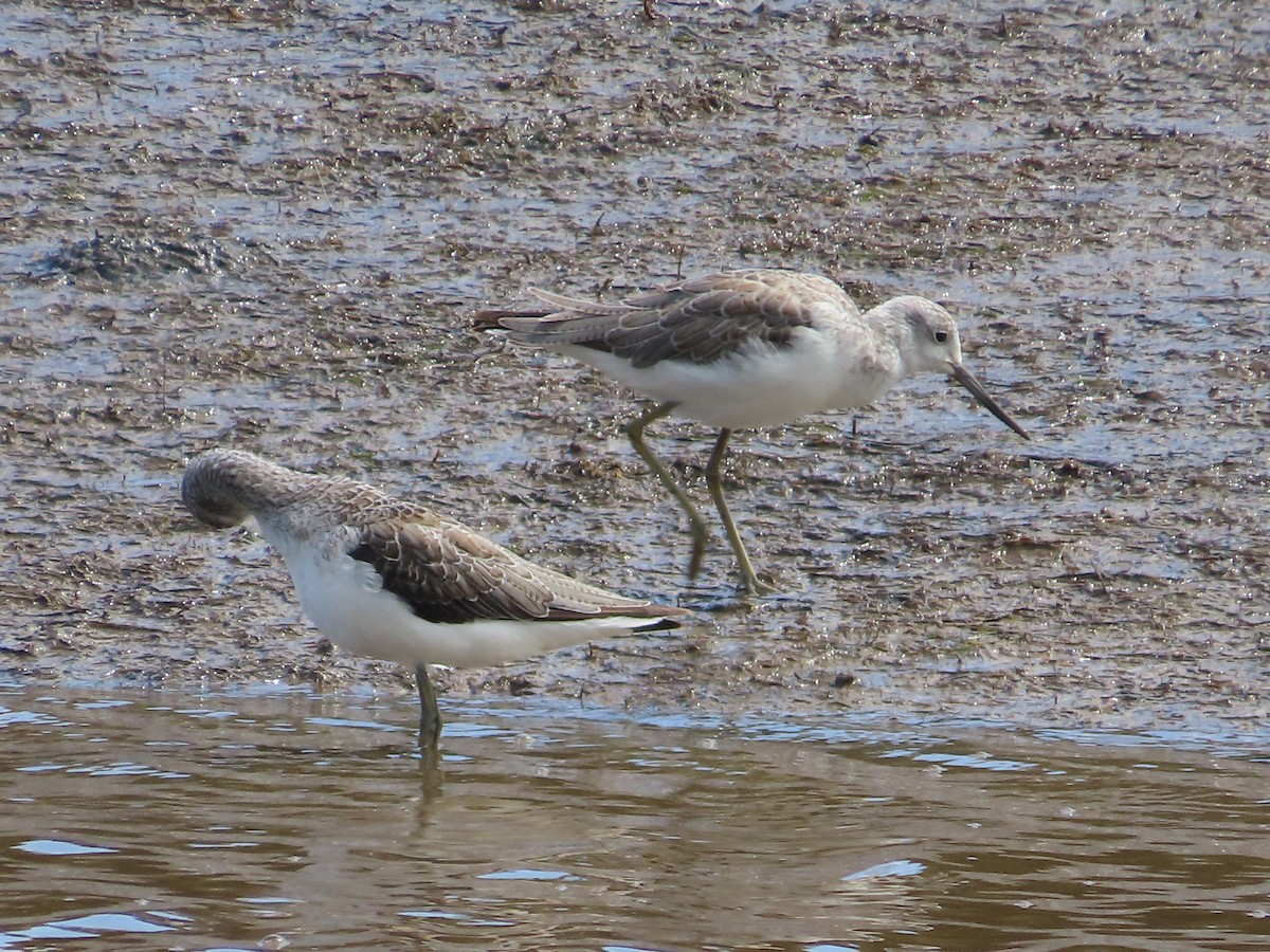 Common Greenshank - ML610011673