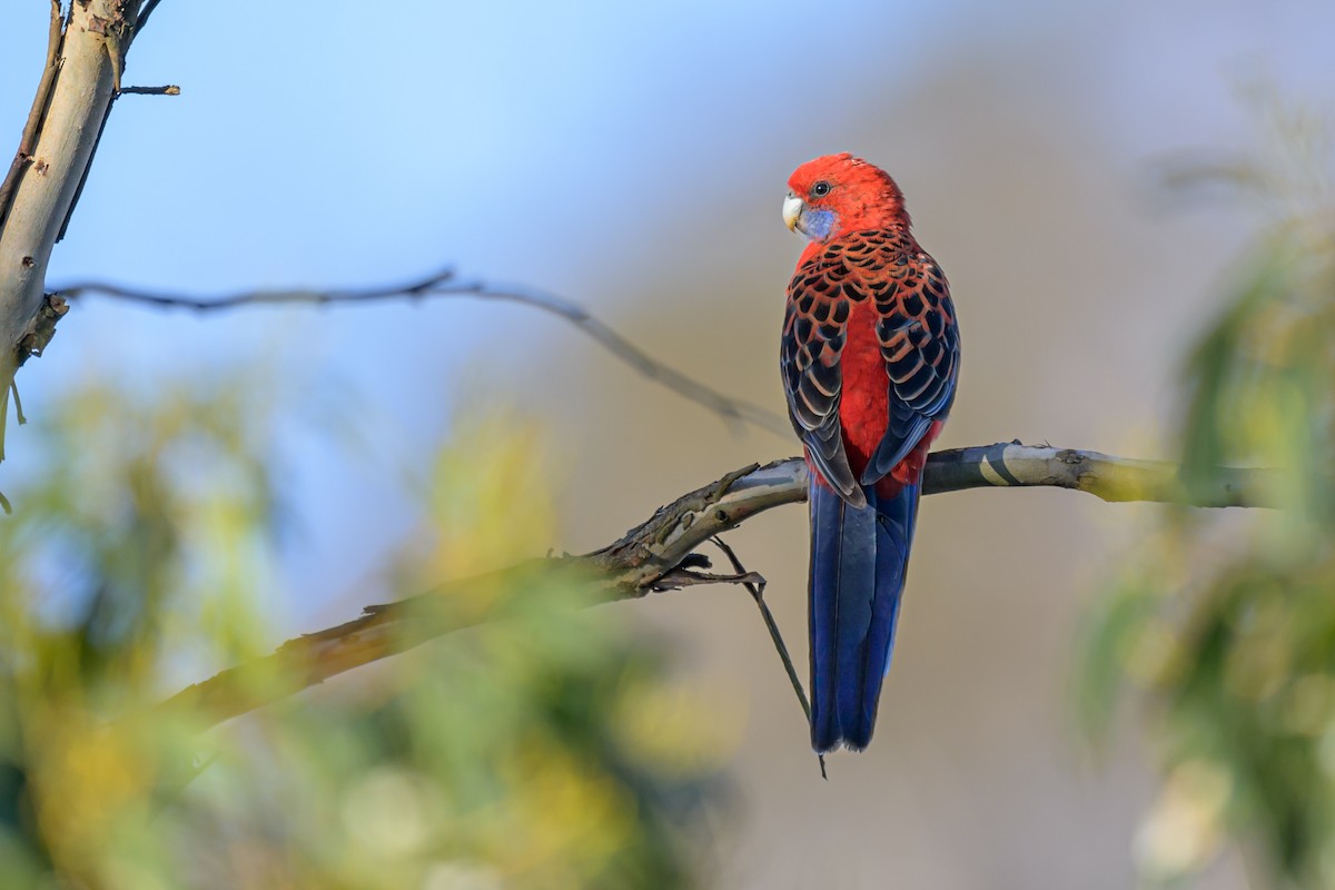 Perico Elegante - ML610011683