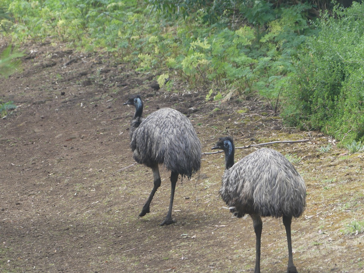 Emu - Andrew Wood