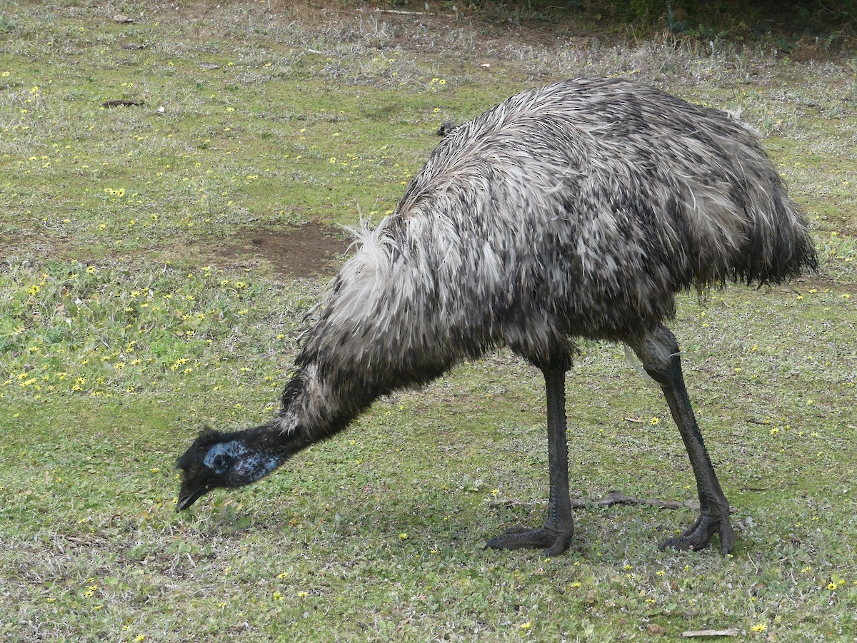 emu hnědý - ML610011687