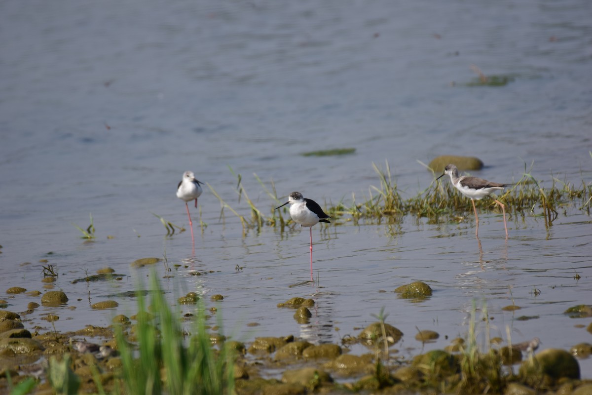 Black-winged Stilt - ML610011704