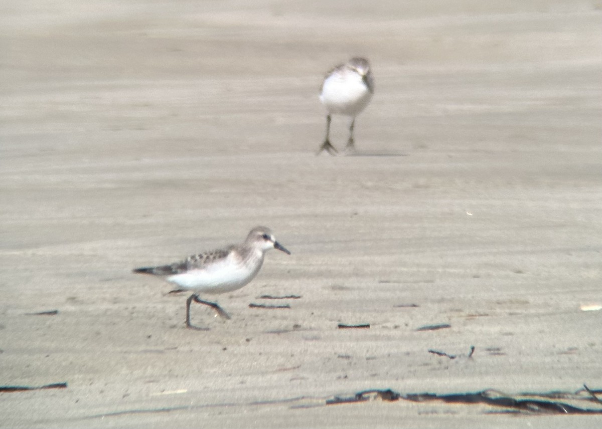 Red-necked Stint - ML610011735