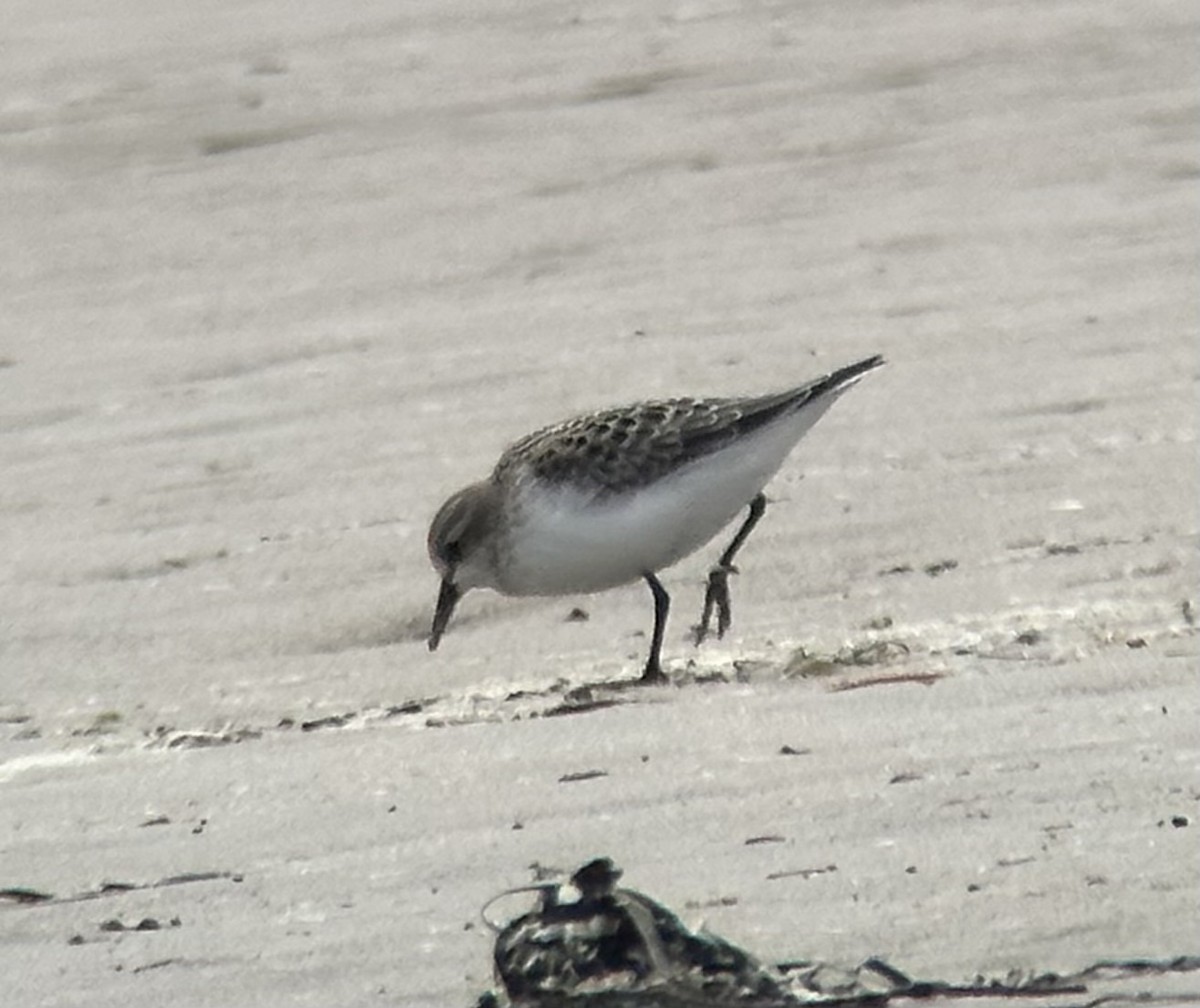 Red-necked Stint - ML610011737