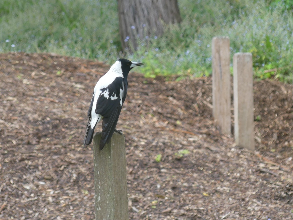 Australian Magpie - Andrew Wood