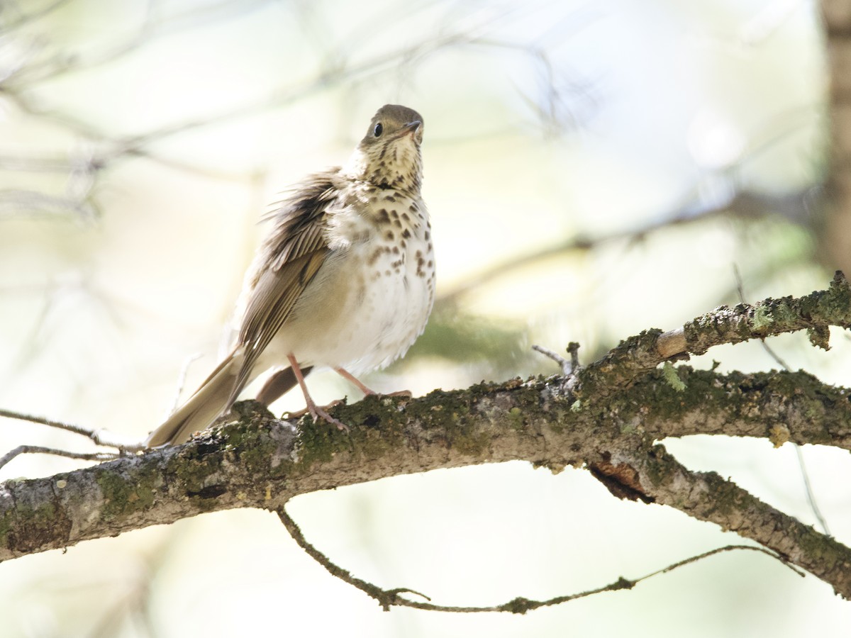 Hermit Thrush - ML610011828