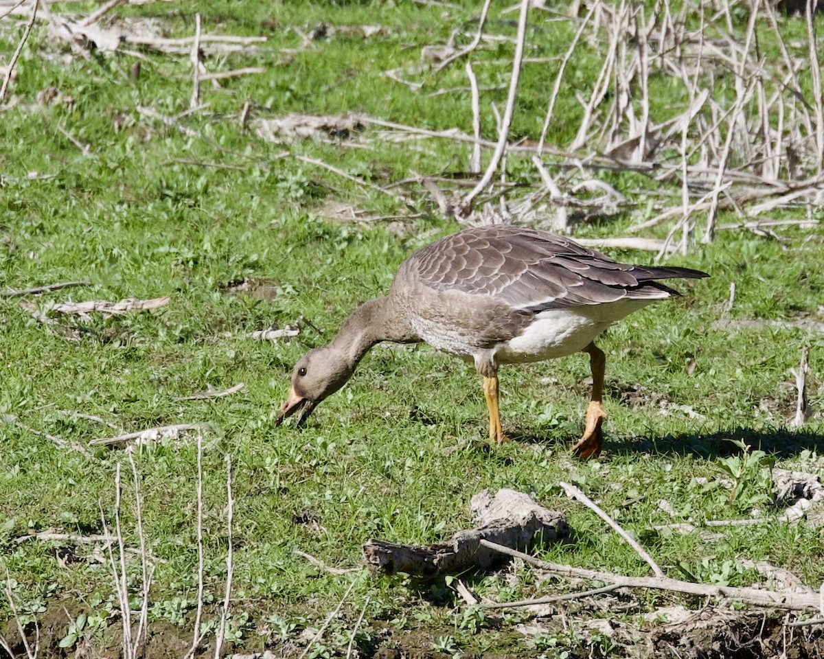 Greater White-fronted Goose - Dave Bengston