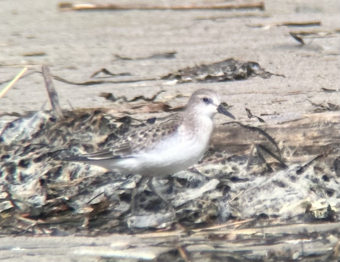 Red-necked Stint - ML610011870