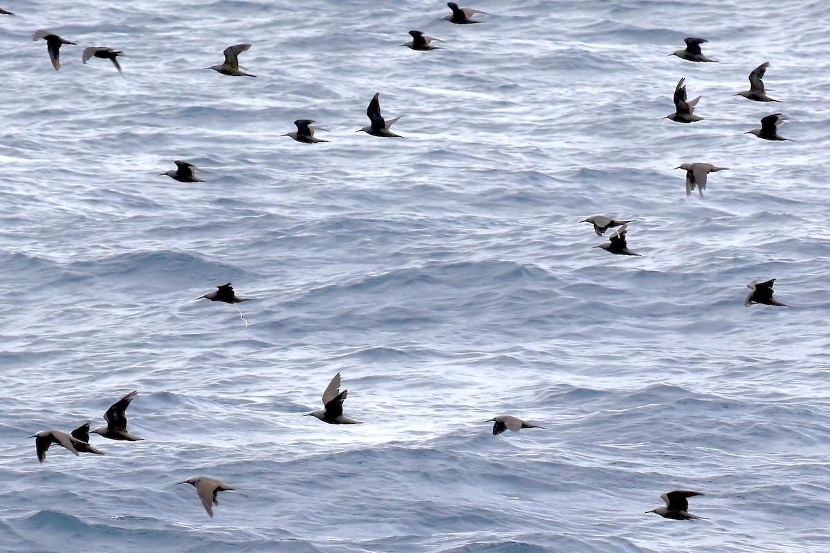 Lesser Noddy - ML610011875
