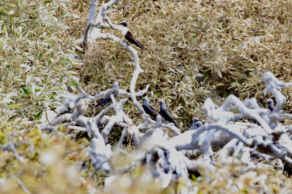 Lesser Noddy - ML610011876