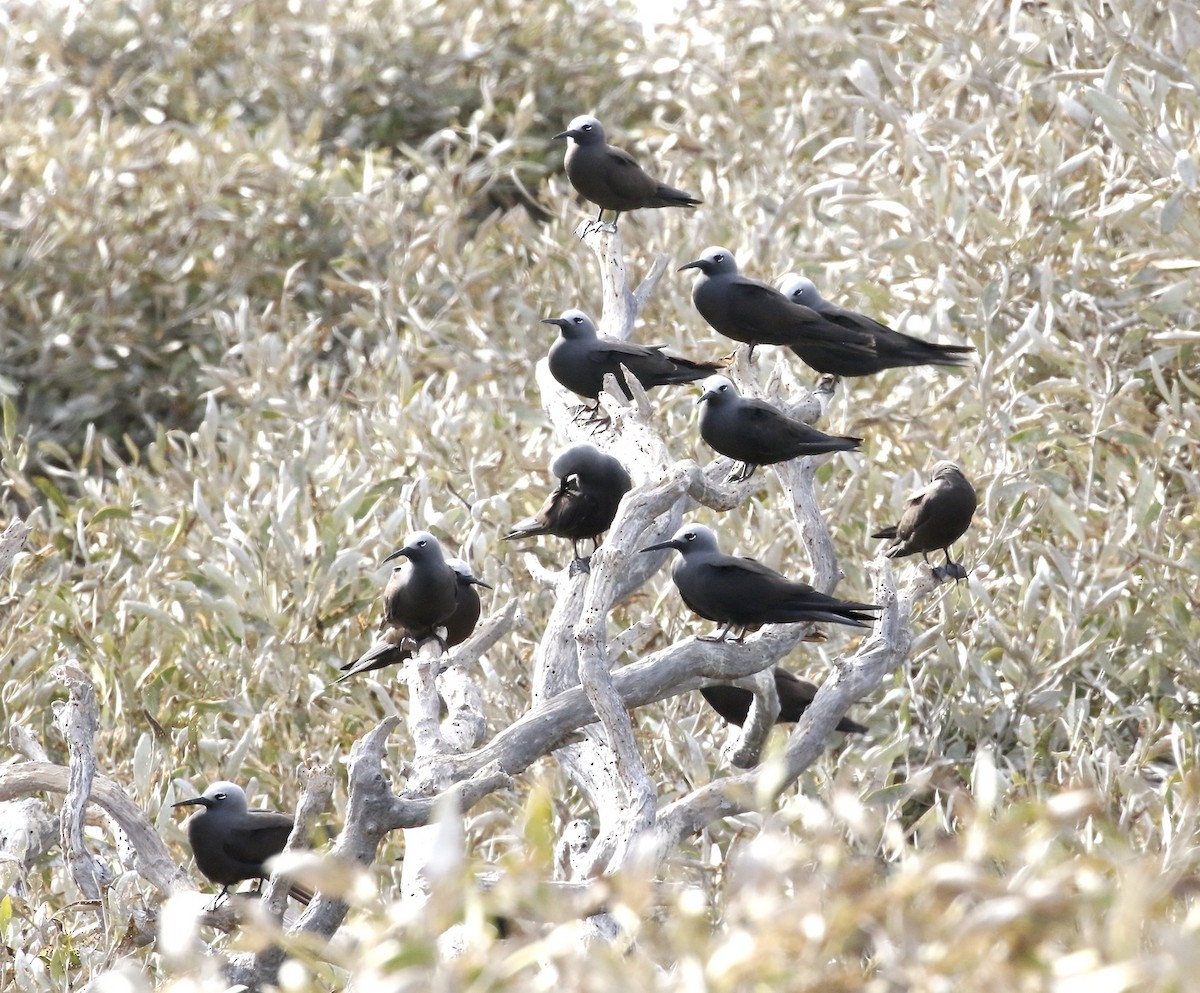 Lesser Noddy - ML610011877