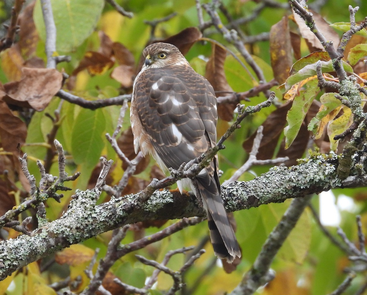 Sharp-shinned Hawk - ML610011967