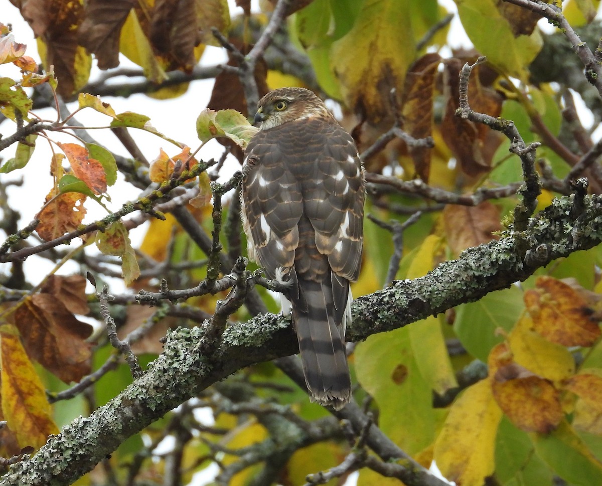 Sharp-shinned Hawk - ML610011968