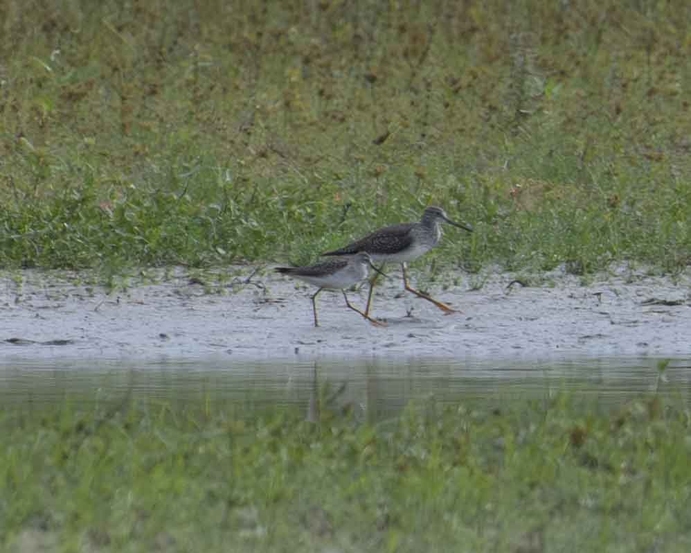 Lesser Yellowlegs - ML610011981