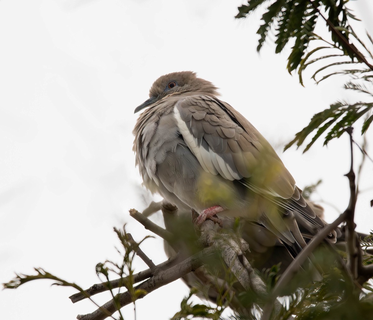 White-winged Dove - ML610012045