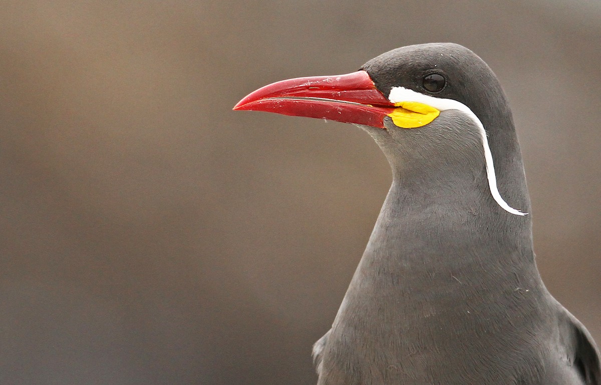 Inca Tern - Luke Seitz