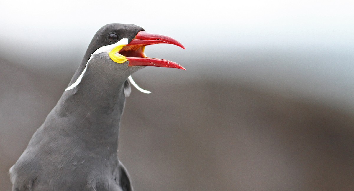 Inca Tern - Luke Seitz