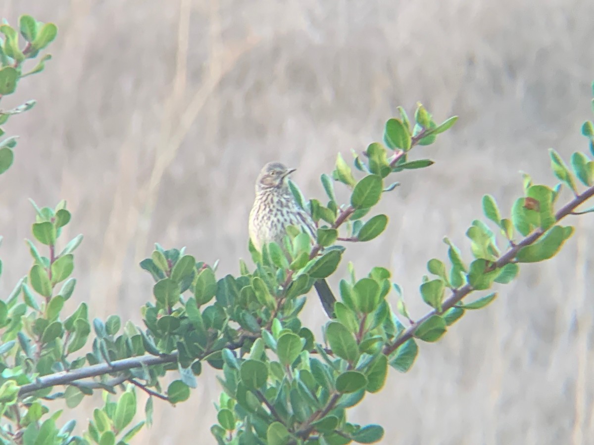 Sage Thrasher - ML610012256