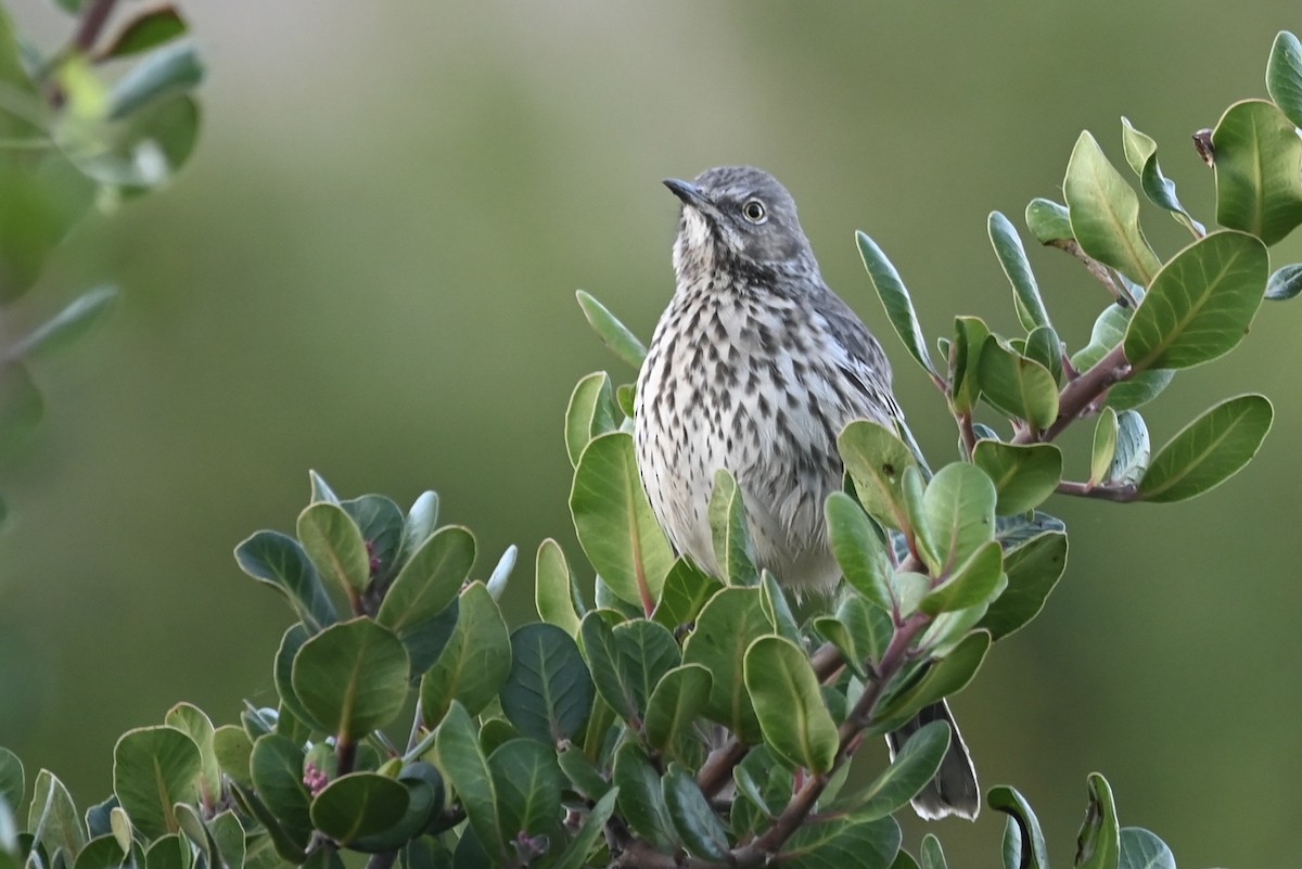 Sage Thrasher - ML610012268