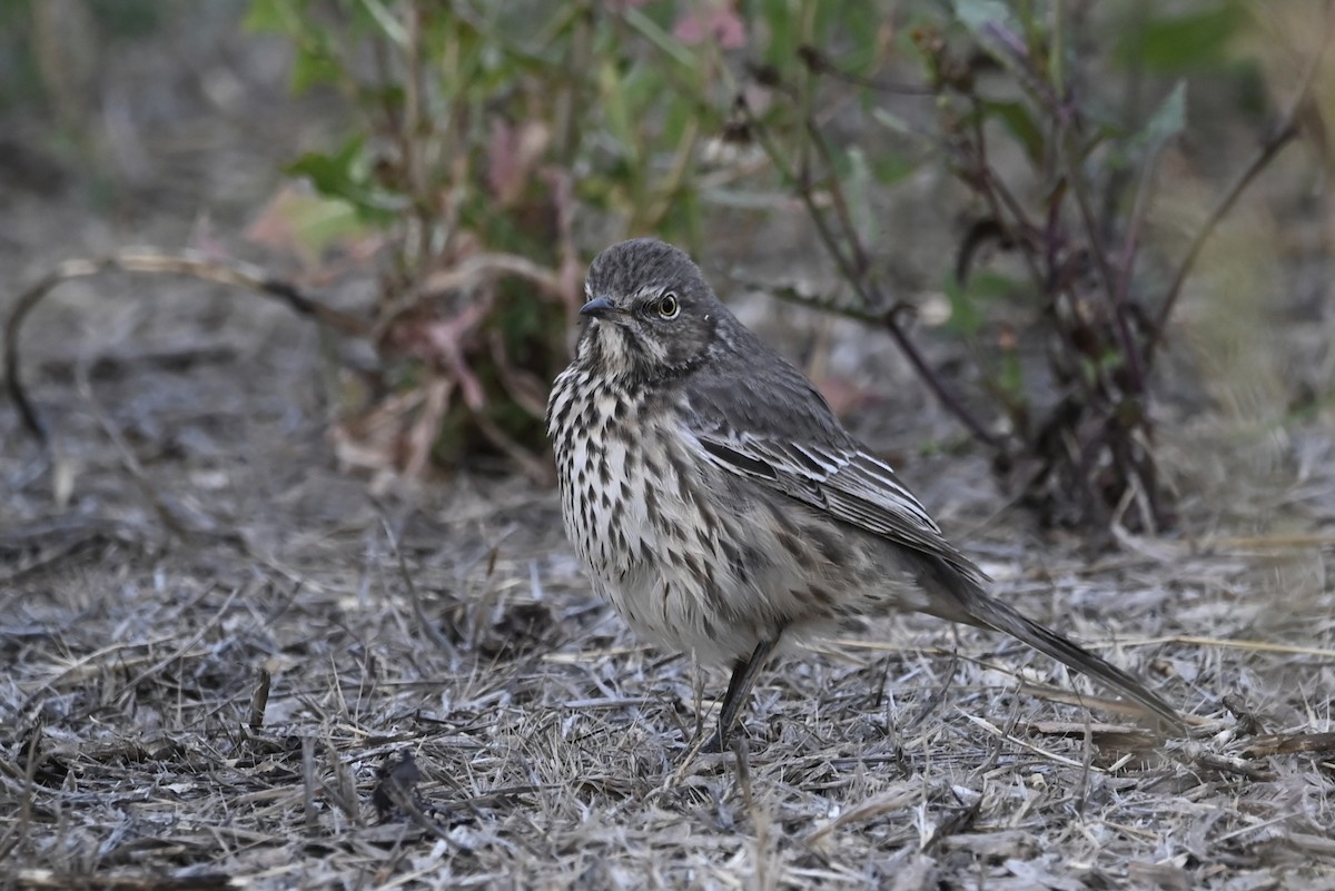 Sage Thrasher - ML610012269