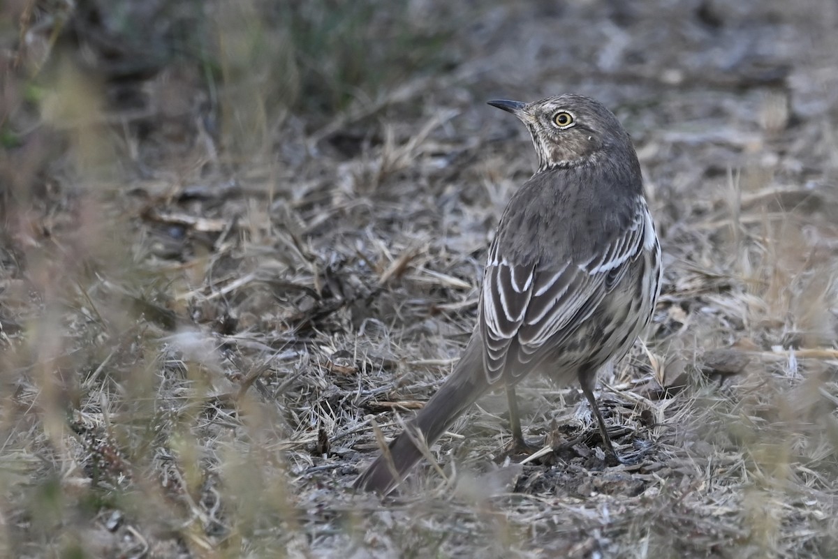 ウタイマネシツグミ - ML610012271