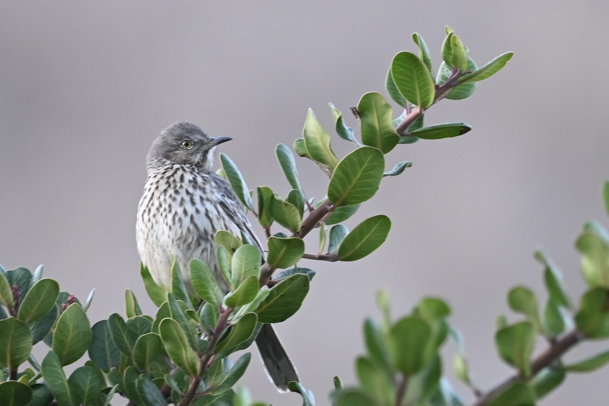 Sage Thrasher - ML610012273