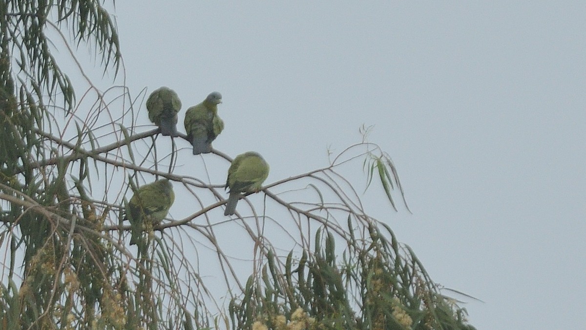 Yellow-footed Green-Pigeon - ML610012341